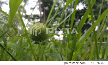 Flowers that haven't bloomed yet. Flowers that haven't bloomed yet. 141826365