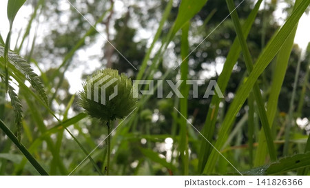 Flowers that haven't bloomed yet. Flowers that haven't bloomed yet. 141826366