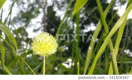Flowers that haven't bloomed yet. Flowers that haven't bloomed yet. 141826367