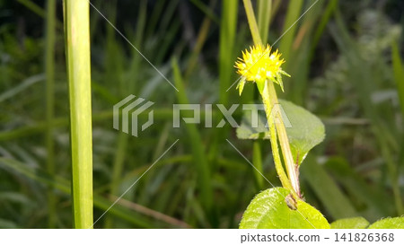Flowers that haven't bloomed yet. Flowers that haven't bloomed yet. 141826368