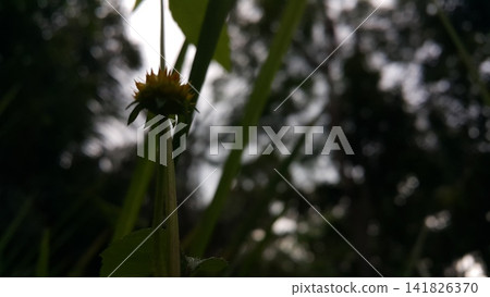 Flowers that haven't bloomed yet. Flowers that haven't bloomed yet. 141826370
