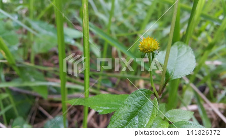 Flowers that haven't bloomed yet. Flowers that haven't bloomed yet. 141826372