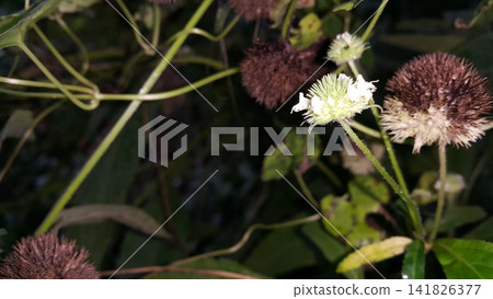 Photos of flowers affected by pests. Photos of flowers affected by pests. 141826377