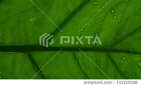 Taro leaf background with raindrops Taro leaf background with raindrops 141826386