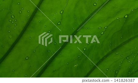 Taro leaf background with raindrops Taro leaf background with raindrops 141826387