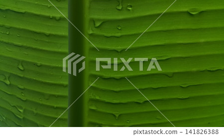 Banana leaf background with raindrops Banana leaf background with raindrops 141826388