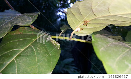 Ant action standing. Ant bridge unity team, Concept team work together Red ant, Weaver Ants Ant action standing. Ant bridge unity team, Concept team work together Red ant, Weaver Ants 141826417