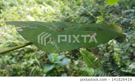 Ant action standing. Ant bridge unity team, Concept team work together Red ant, Weaver Ants Ant action standing. Ant bridge unity team, Concept team work together Red ant, Weaver Ants 141826419