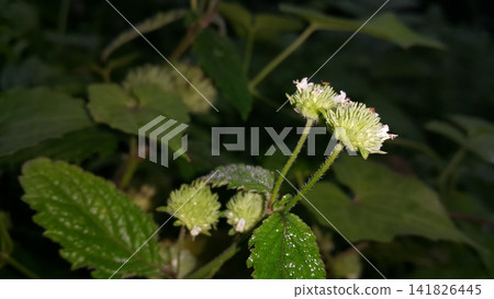 Flowers that haven't bloomed yet. Flowers that haven't bloomed yet. 141826445