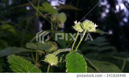 Flowers that haven't bloomed yet. Flowers that haven't bloomed yet. 141826446