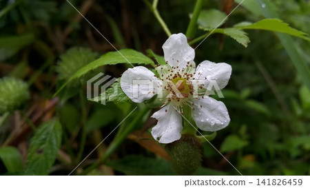 Beautiful white flowers in the garden. 141826459