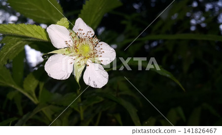 Beautiful white floral background. Beautiful white floral background. 141826467