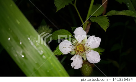 Beautiful white flowers in the garden. Beautiful white flowers in the garden. 141826484