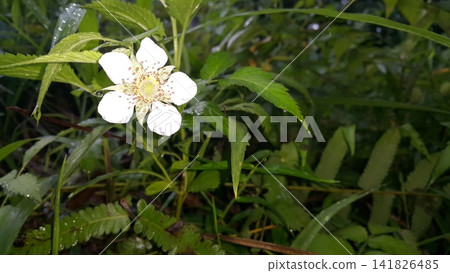 Beautiful white floral background. Beautiful white floral background. 141826485