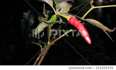 The background of the chili tree and its fruit is red. The background of the chili tree and its fruit is red. 141826594