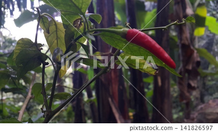 The background of the chili tree and its fruit is red. The background of the chili tree and its fruit is red. 141826597