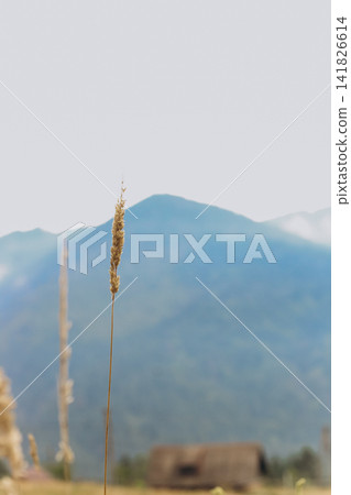 A single grass stem rises in focus while large mountains loom in the background A single grass stem rises in focus while large mountains loom in the background 141826614