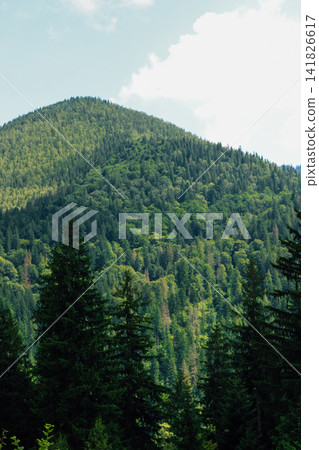Green mountain landscape with trees and blue sky in summer near hiking trail 141826617