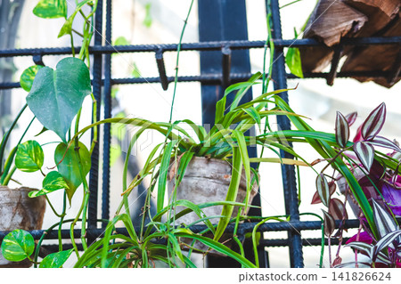 Green plants grow on a metal grid structure in an urban setting during daylight hours Green plants grow on a metal grid structure in an urban setting during daylight hours 141826624