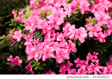 Bright pink azalea flowers bloom in a garden during spring season in a colorful display of nature Bright pink azalea flowers bloom in a garden during spring season in a colorful display of nature 141826625