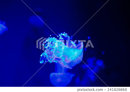 Jellyfish swimming in blue water with bubbles and light at an aquarium during evening hours 141826668
