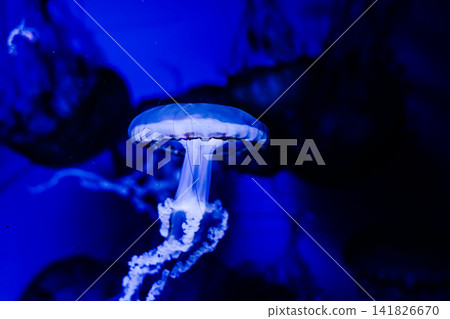 Colorful jellyfish swimming in blue water at an aquarium during an evening visit Colorful jellyfish swimming in blue water at an aquarium during an evening visit 141826670