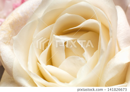 Close view of a white rose showing petals unfolding in soft patterns and gentle textures Close view of a white rose showing petals unfolding in soft patterns and gentle textures 141826673