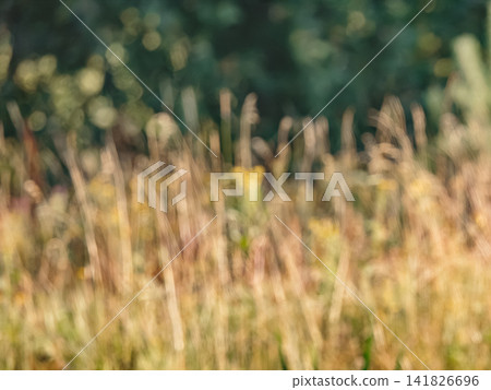 Warm dreamlike out of focus backdrop of a sunny field. Beautiful green and gold bokeh circles with copy space. Perfect for natural eco friendly packaging, organic cosmetics or wellness banner 141826696