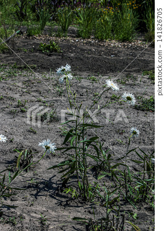 A small black insect on the yellow center of a Leucanthemum superbum Shasta daisy flower, featuring wavy white petals and green foliage. A small black insect on the yellow center of a Leucanthemum superbum Shasta daisy flower, featuring wavy white petals and green foliage. 141826705