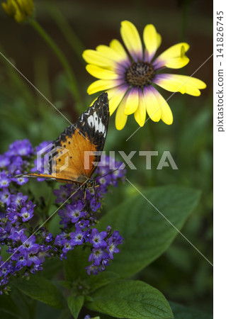 Leopard Lacewing butterfly among vibrant flowers Leopard Lacewing butterfly among vibrant flowers 141826745