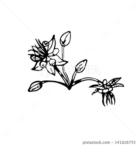 Cacao flower stems blooms buds hand drawn vector ink engraving line art. Monochrome decorative graphic element for organic food labels, menu borders, cookbook, clean chocolate produce packaging print Cacao flower stems blooms buds hand drawn vector ink engraving line art. Monochrome decorative graphic element for organic food labels, menu borders, cookbook, clean chocolate produce packaging print 141826755
