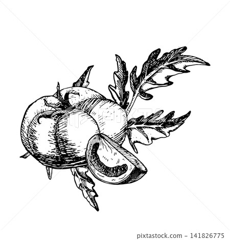 Whole tomato wedge and leaves hand drawn vector ink engraving sketch. Isolated line art graphic element for vegetable organic food labels, restaurant menu. cookbook pages, fresh produce packaging 141826775
