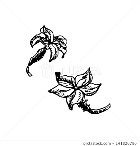 Cucumber flowers with ovary and stems hand drawn vector ink sketch. Monochrome line art floral graphic element for organic labels pickling, recipe book, restaurant menus, prints kitchen decor Cucumber flowers with ovary and stems hand drawn vector ink sketch. Monochrome line art floral graphic element for organic labels pickling, recipe book, restaurant menus, prints kitchen decor 141826786