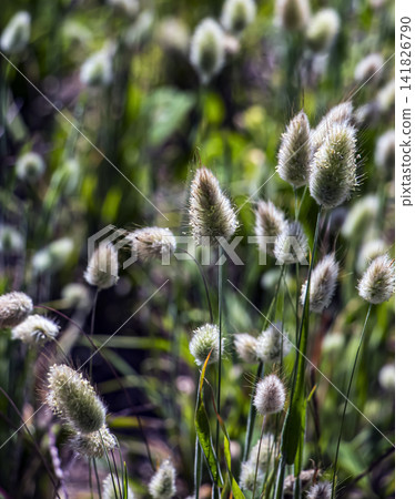 Bunny Tail Grass Seed Heads with Copy Space Bunny Tail Grass Seed Heads with Copy Space 141826790