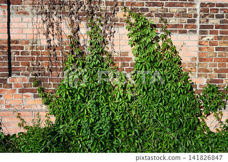 Leaves cover a brick wall in an urban setting with sunlight shining down. The plants climb and spread among the bricks Leaves cover a brick wall in an urban setting with sunlight shining down. The plants climb and spread among the bricks 141826847