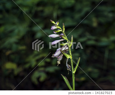 Purple Hosta Flowers against Dark Garden Background Purple Hosta Flowers against Dark Garden Background 141827023