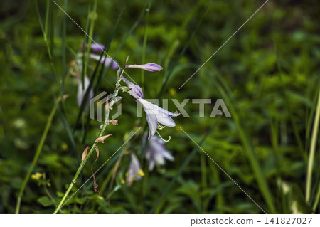 Single Purple Flower of Variegated Hosta Single Purple Flower of Variegated Hosta 141827027