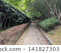 A quiet path through a Japanese-style garden bathed in pleasant dappled sunlight, surrounded by the lush greenery of new leaves. 141827303