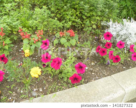 Red petunias in the Kojima Flower Society's flower garden. Red petunias in the Kojima Flower Society's flower garden. 141827322
