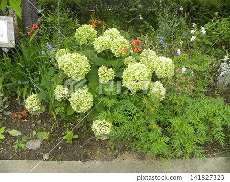 The yellow-green flowers of Annabelle hydrangeas, whose color changes are delightful The yellow-green flowers of Annabelle hydrangeas, whose color changes are delightful 141827323