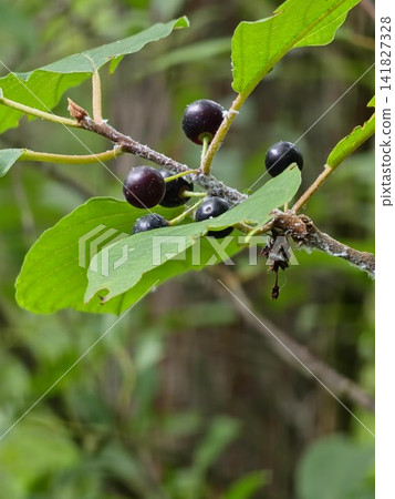 Ripe Black Fruits of Alder Buckthorn on Leafy Branch Ripe Black Fruits of Alder Buckthorn on Leafy Branch 141827328