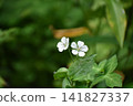 白參花 141827337