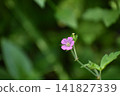 小粉紅色的花朵 141827339