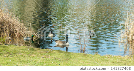 Geese and ducks swimming in the calm water of a lake near a grassy shore with reeds. Geese and ducks swimming in the calm water of a lake near a grassy shore with reeds. 141827408