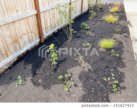 A freshly mulched garden bed with young plants and grasses next to a wooden fence A freshly mulched garden bed with young plants and grasses next to a wooden fence 141827423