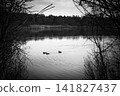 Ducks on a Calm Lake Framed by Bare Branches 141827437