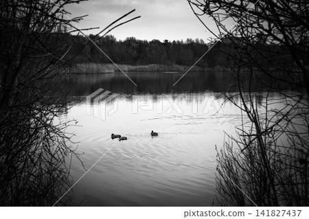 Ducks on a Calm Lake Framed by Bare Branches Ducks on a Calm Lake Framed by Bare Branches 141827437