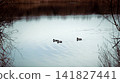 Ducks Swimming on a Calm Lake Framed by Branches 141827441