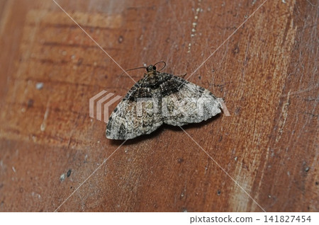Two-headed black moth Two-headed black moth 141827454