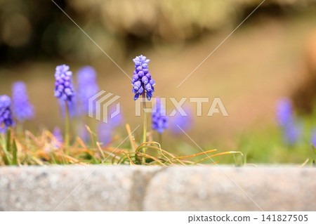 早春花卉:風信子 早春花卉:風信子 141827505
